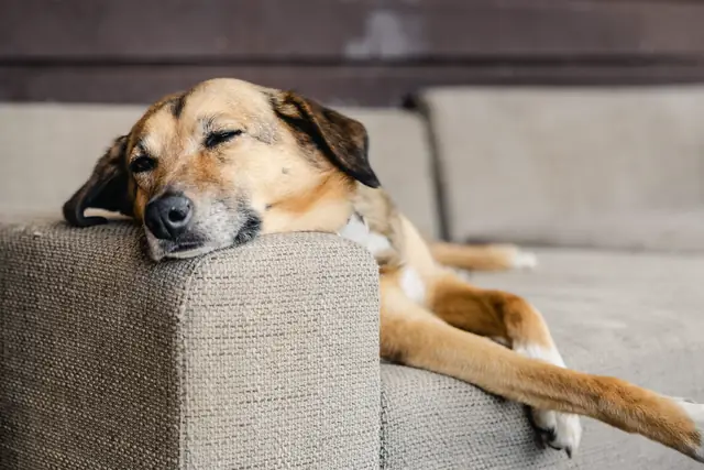 Ein Hund schläft auf einer Sofalehne