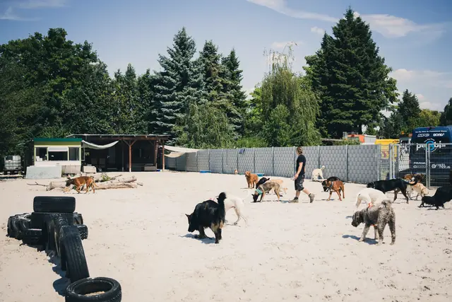 Weitläufiges Außengelände mit Sandfläche und Hunden