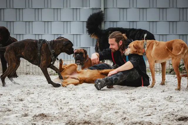 Lucas Becker sitzt im Sand und spielt mit Hunden