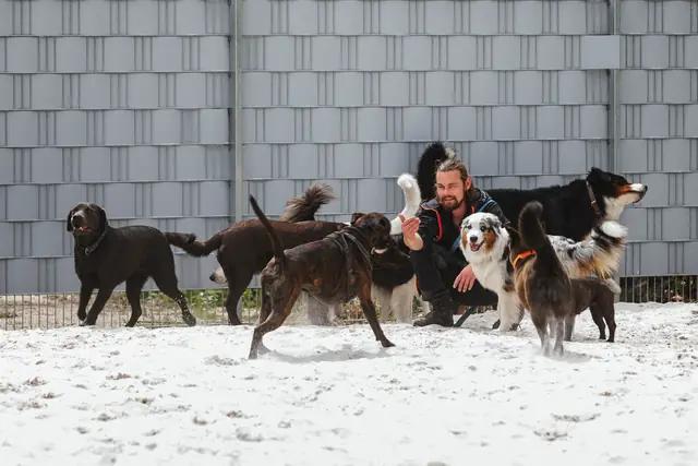Lucas Becker kniet vor einem Zaun, die Hunde laufen um ihn herum