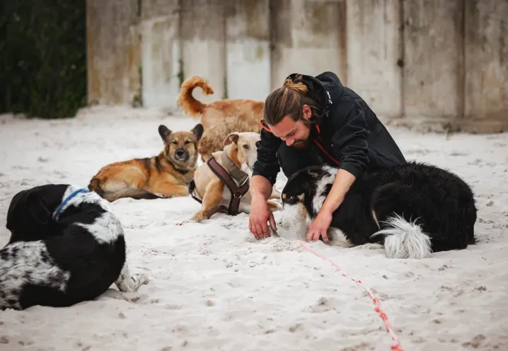 Lucas Becker spielt im Sand mit mehreren Hunden