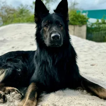 Ares, Schäferhund-Rüde